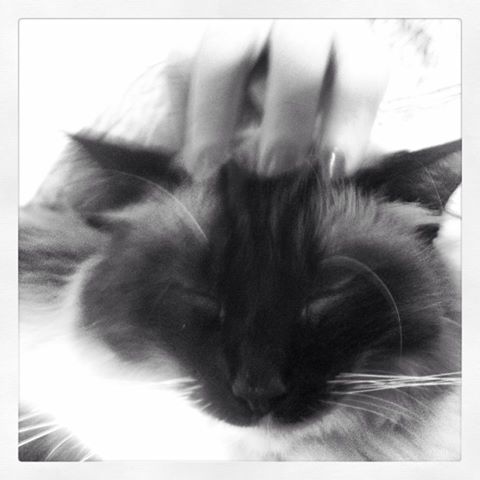 renewable cat litter